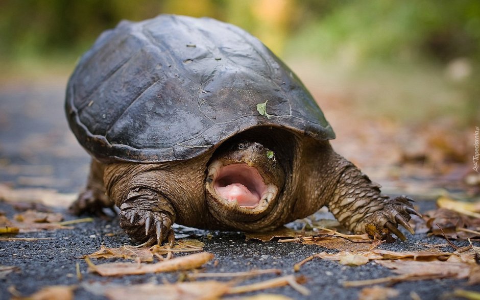 Черепаха ползет