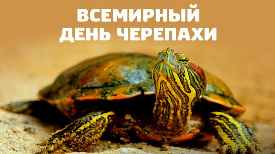 Всемирный день черепахи (World Turtle Day)