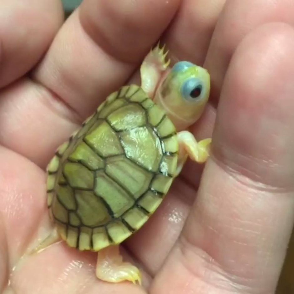 Маленькие Черепашата