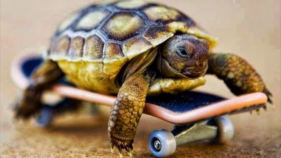 Черепаха на скейте