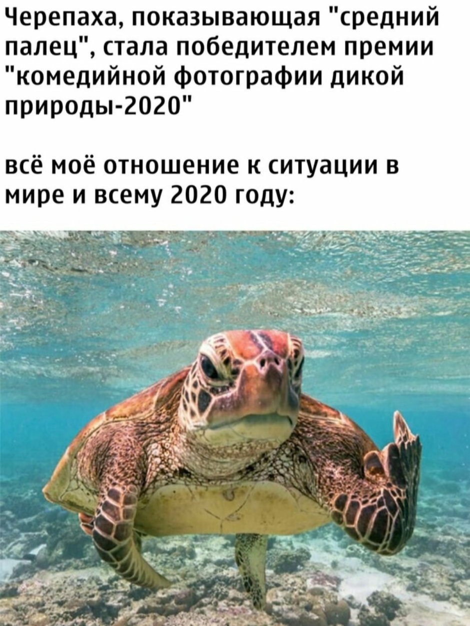 Черепаха показывает средний палец