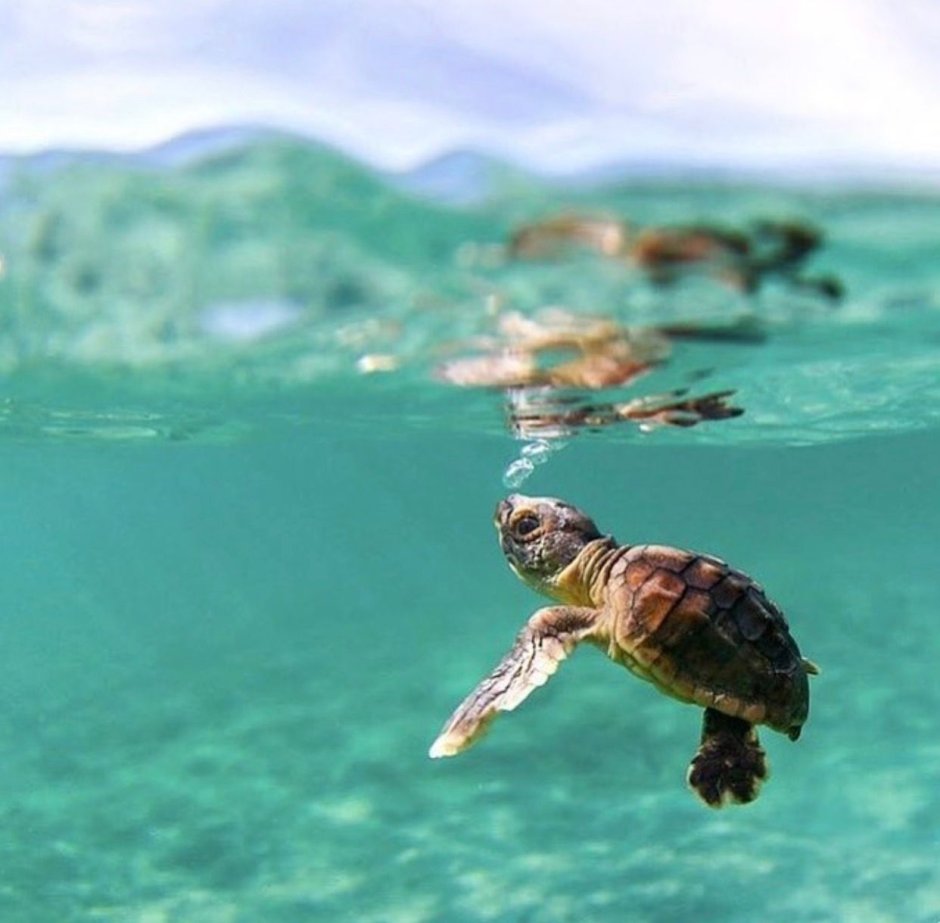 Морская черепаха и Черепашата