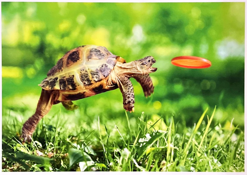 Черепашка улыбается