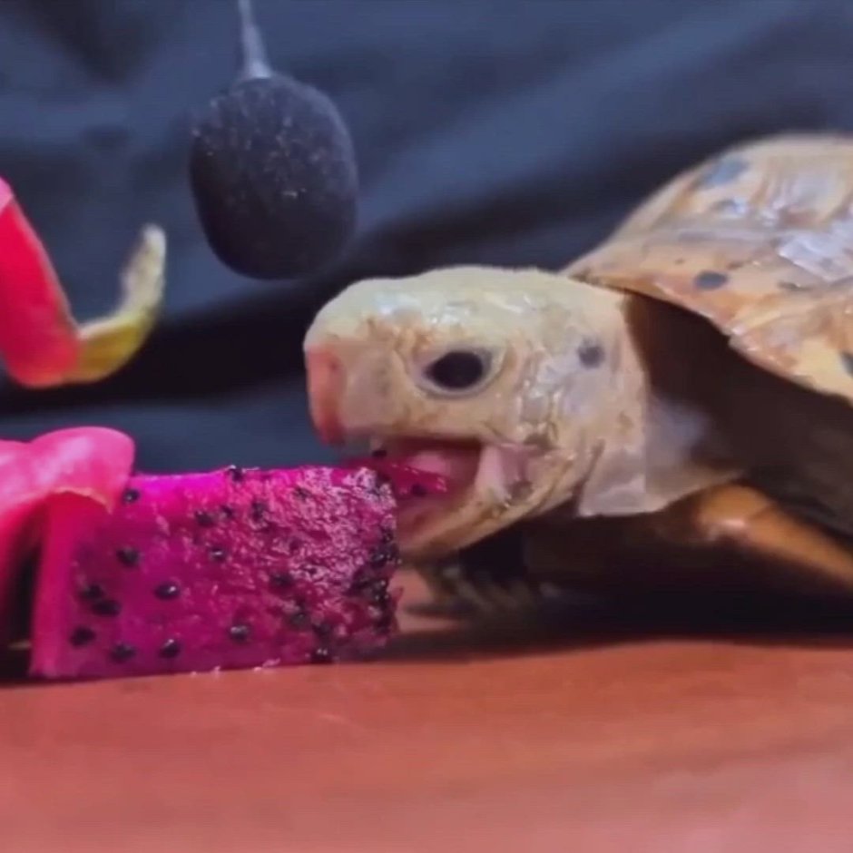 Красные ухи черепахи едят это мандарины