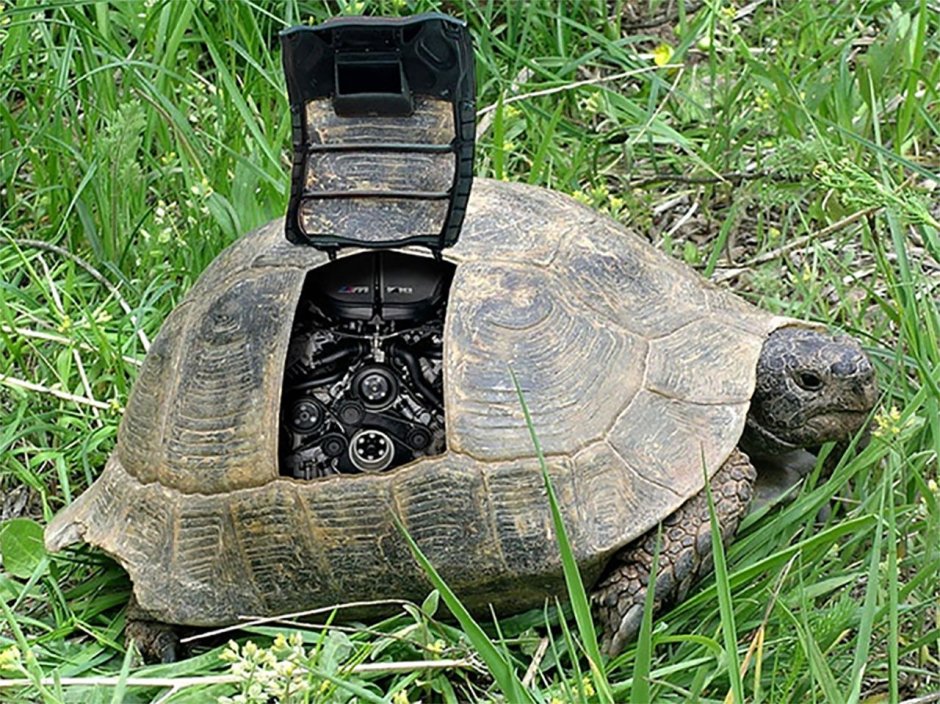 Смешная черепашка