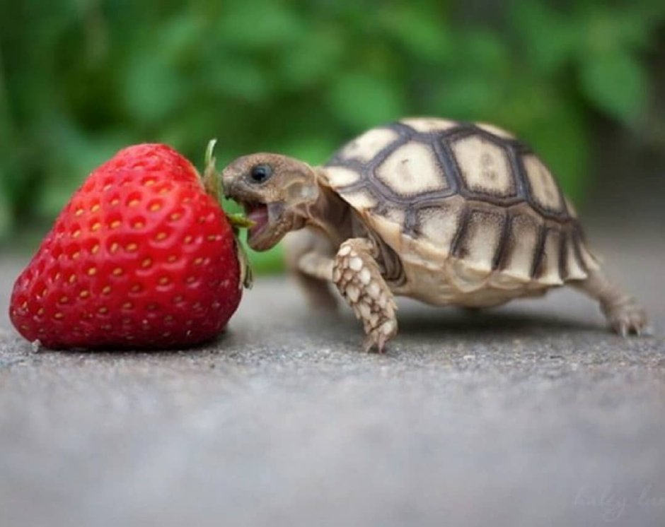 Милые Черепашки