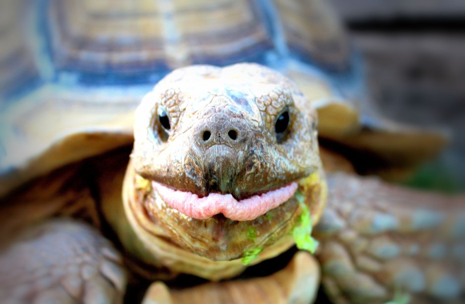 Среднеазиатская черепаха улыбается