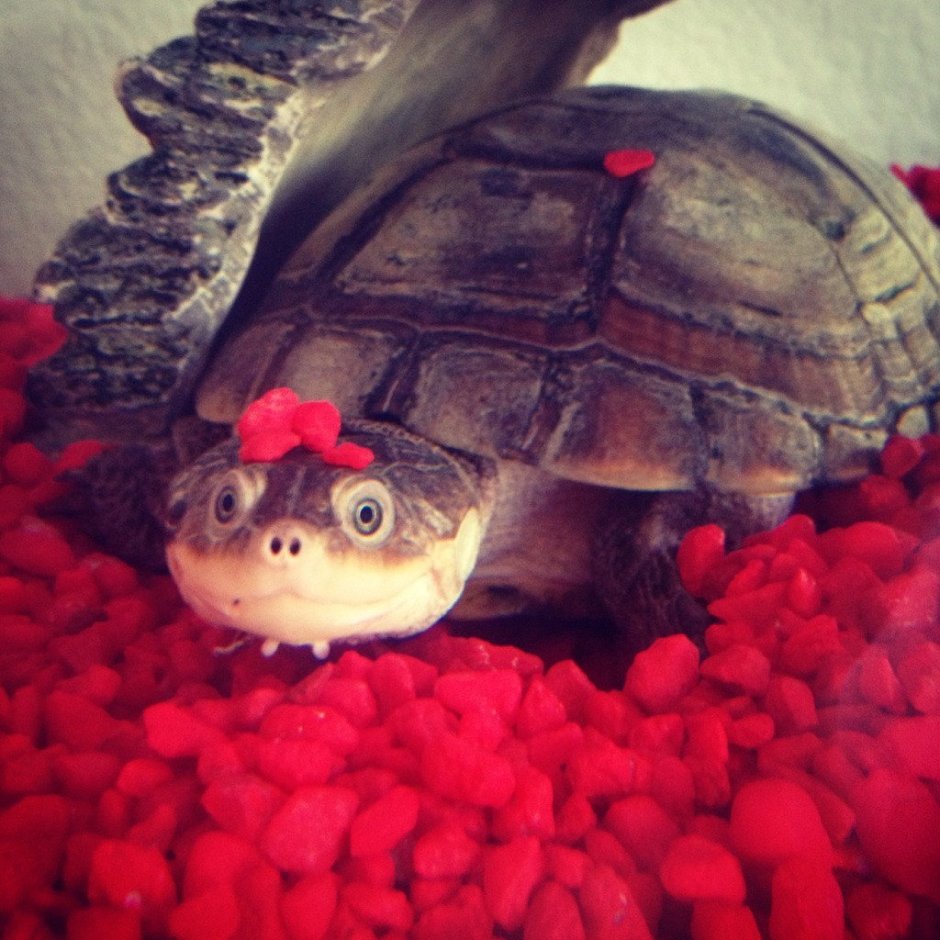 Черепаха милая
