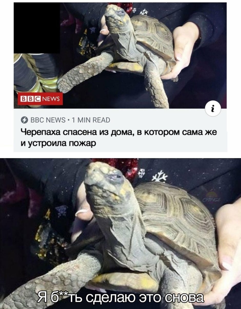 Мемы про черепах