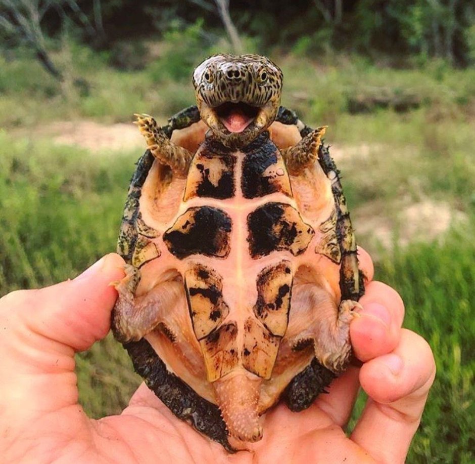 Черепахи классные