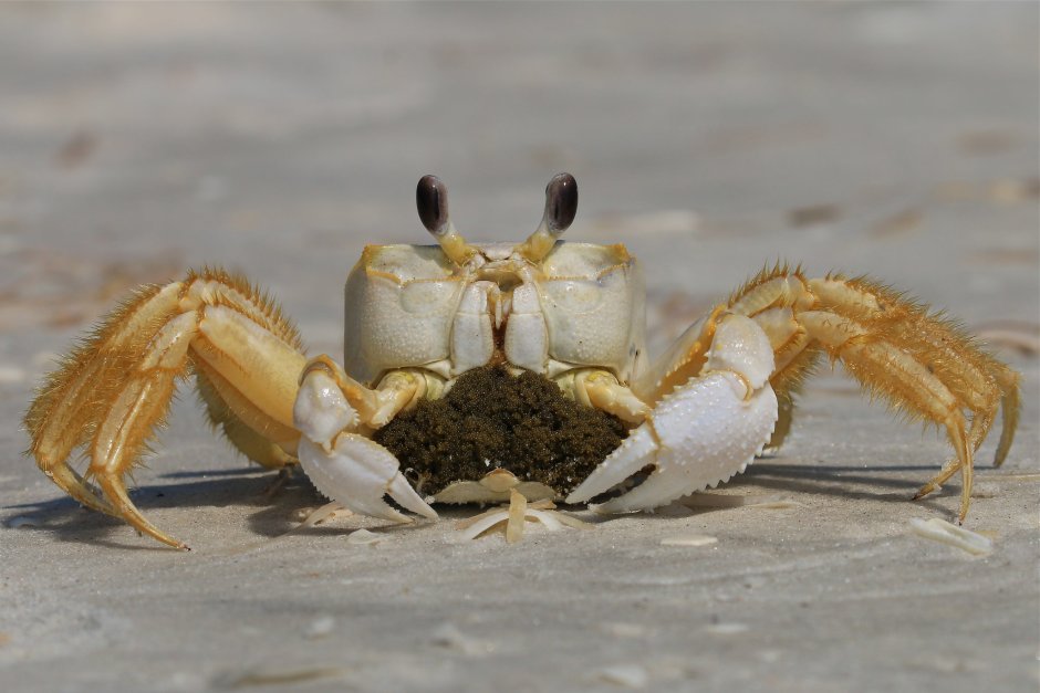 Самка краба