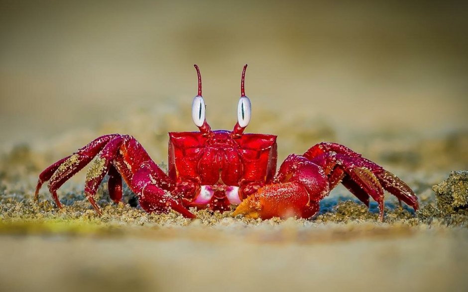Краб Red Ghost