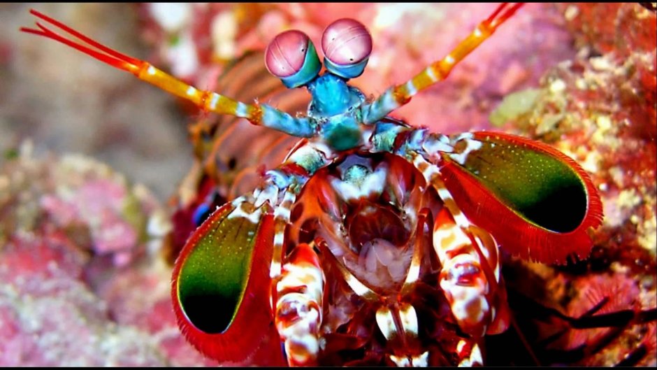 Краб Краснюк черное море