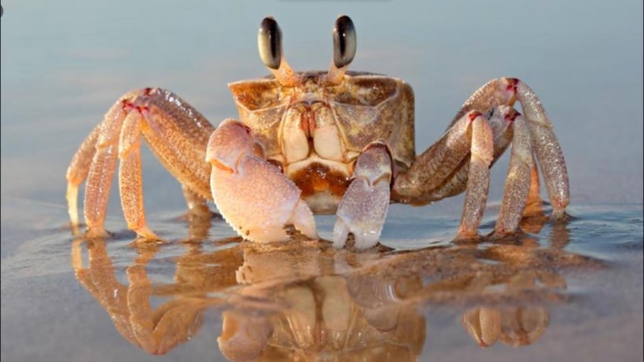 Холли краб