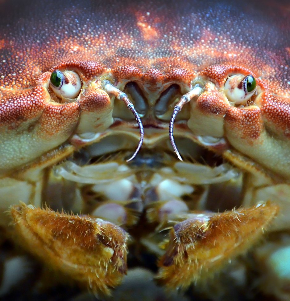 Морда краба