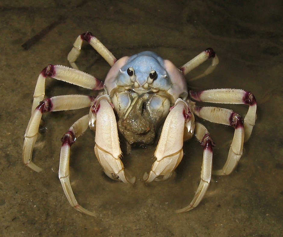 Краб солдат