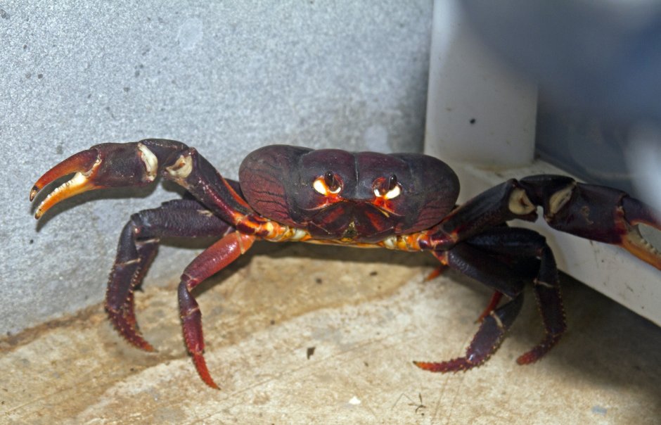 Морда краба