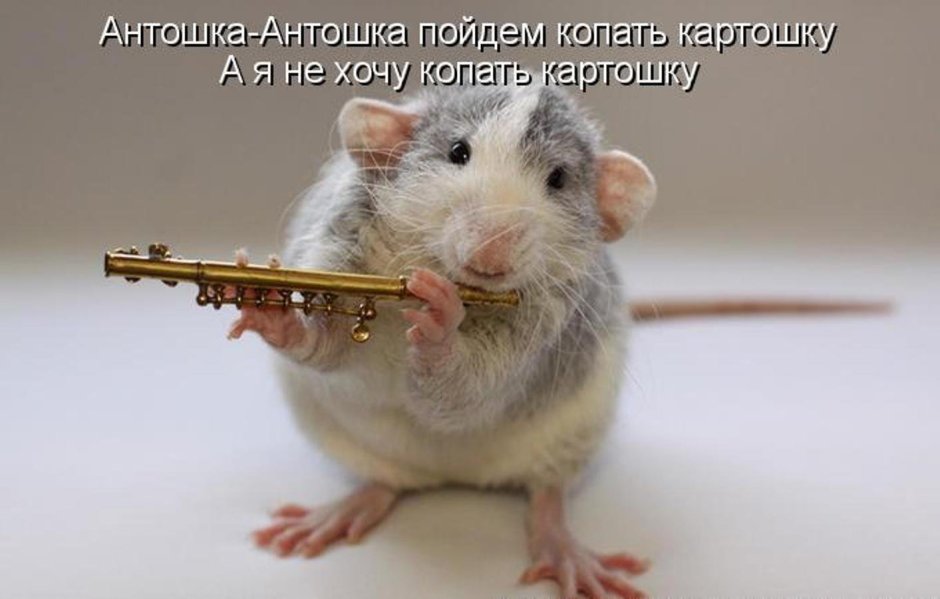Эллен Ван Дилен