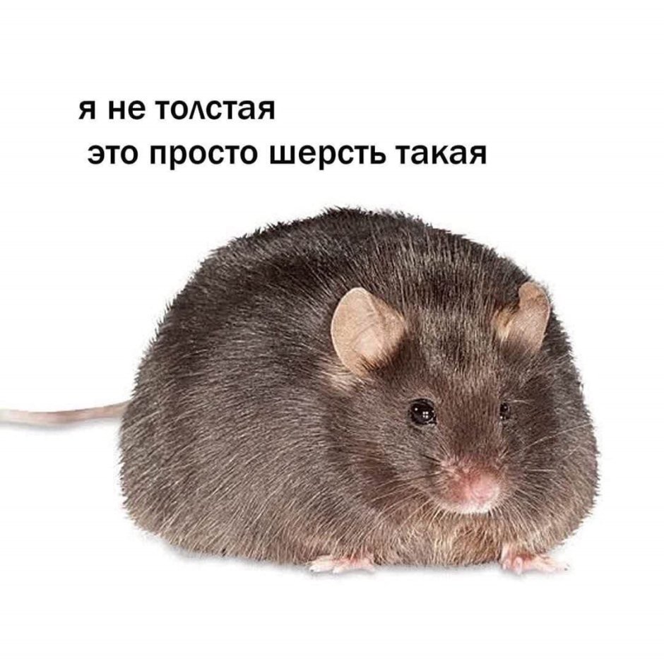 Толстая серая крыса