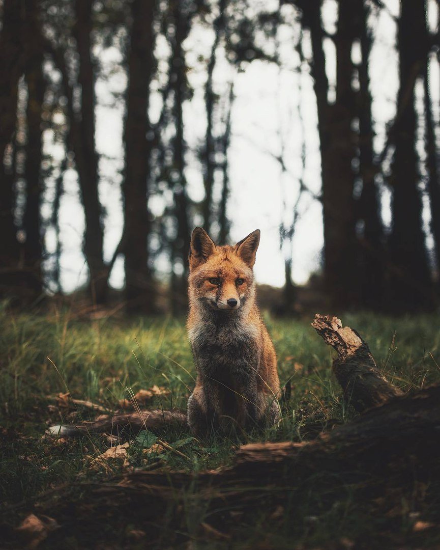 Волк и лиса в природе