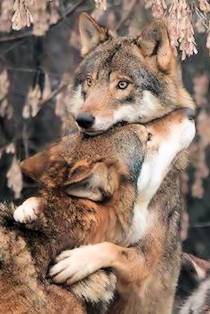 Лисы Эстетика