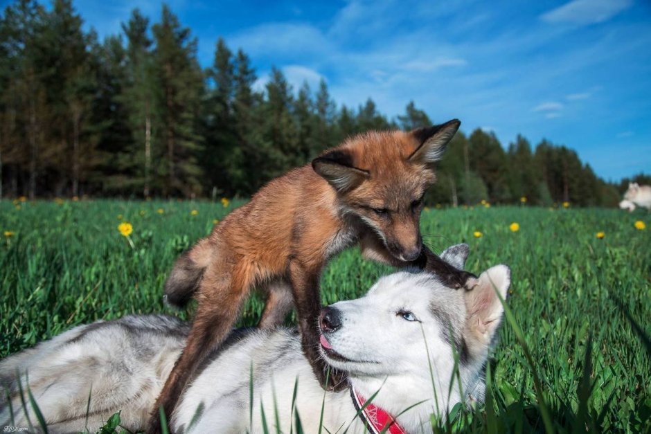 Арт лисы и волка
