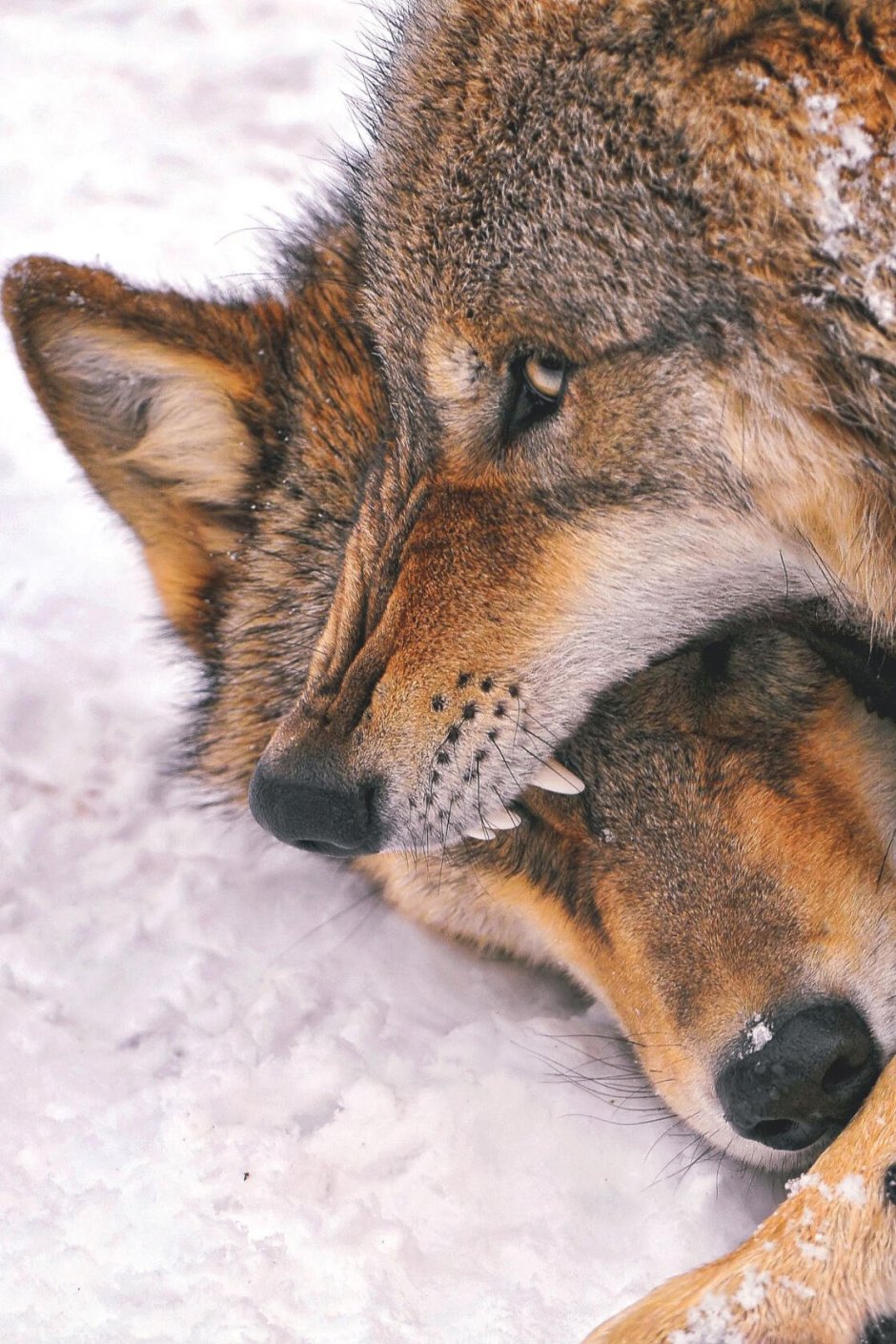 Волчонок и Лисенок