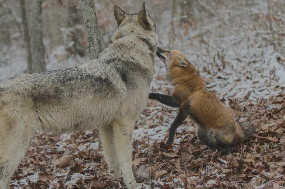 Дружба волка и лисы