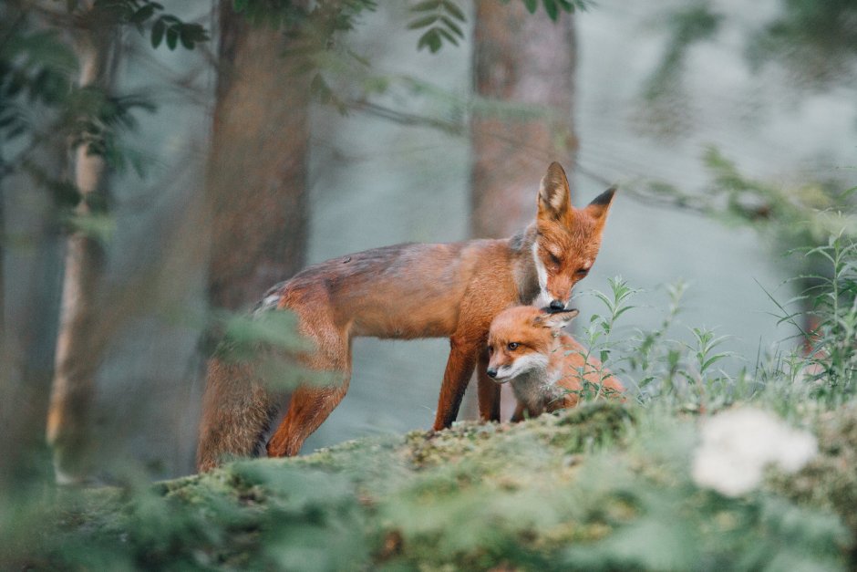 Лисичка Геншин