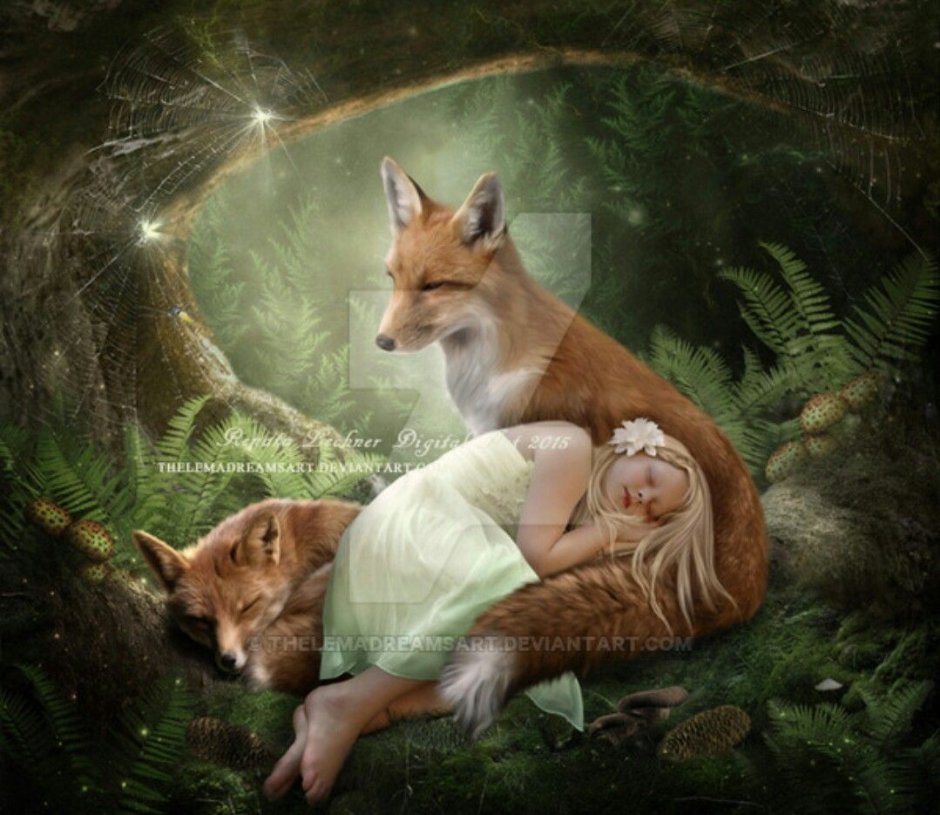 Абиссинский волк