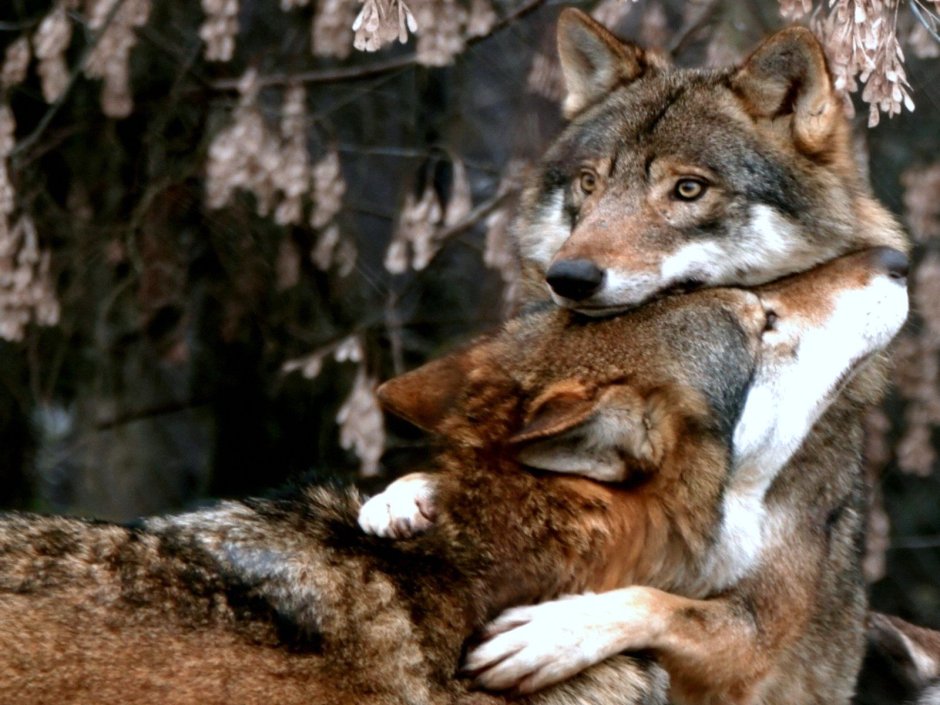 Зверьки в лесу