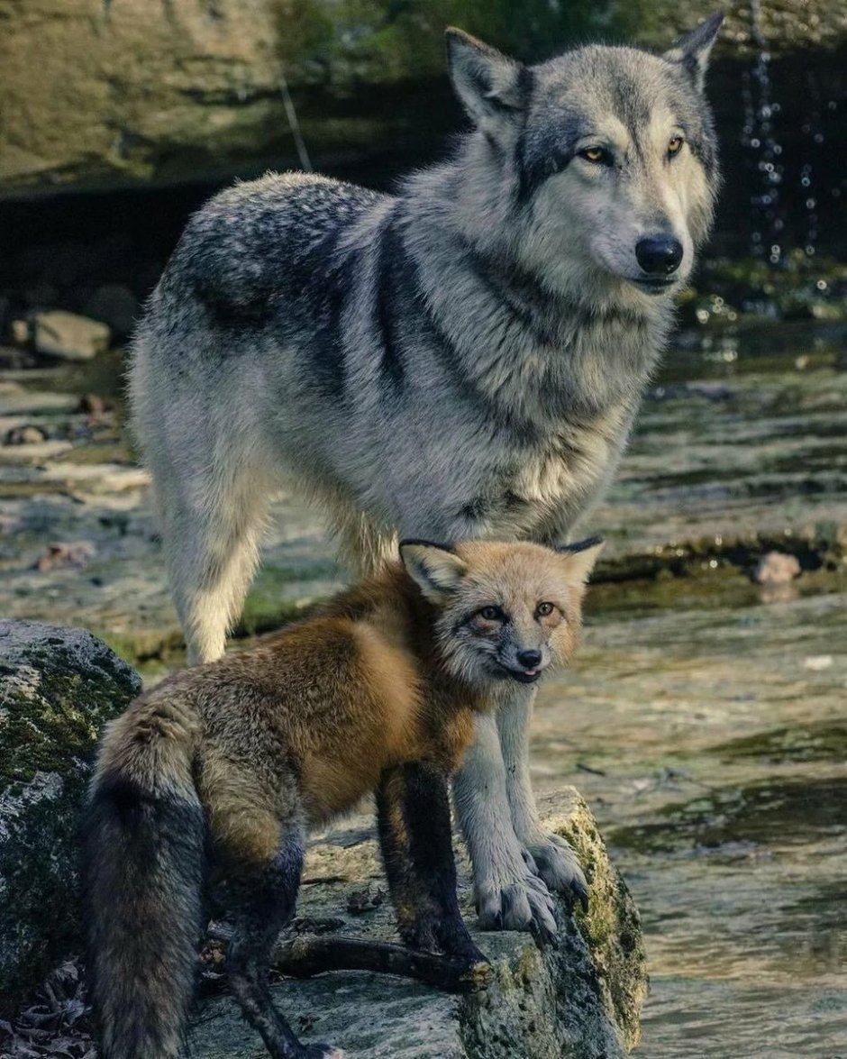 Волки стихий