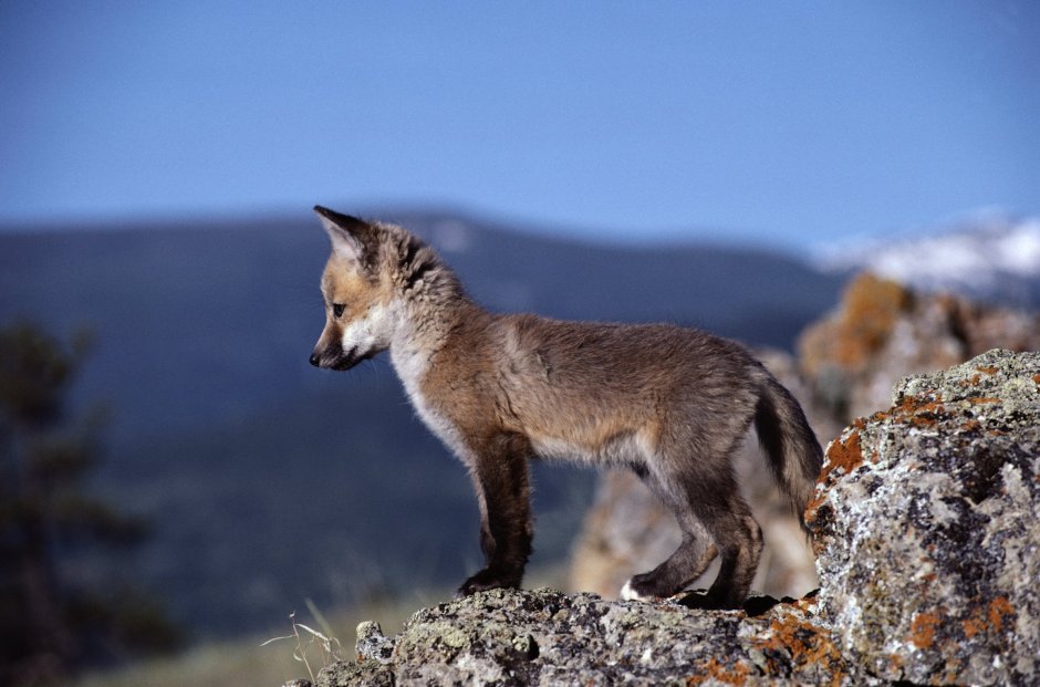 Волк и лиса