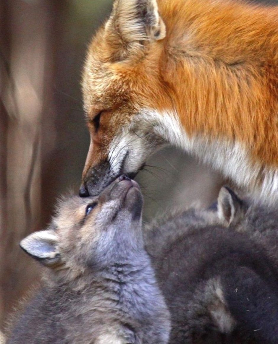 Волки любовь