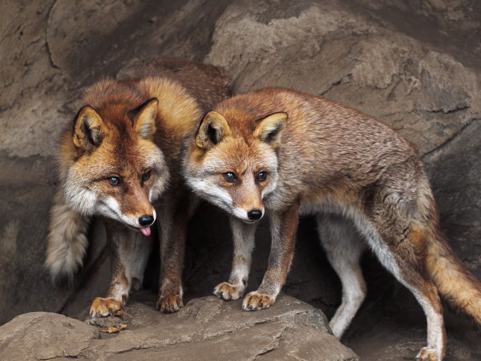 Осенняя фотосессия с животными