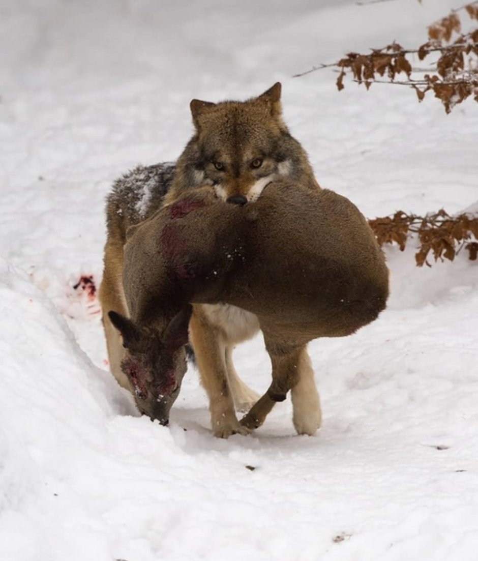 Лисята обнимаются