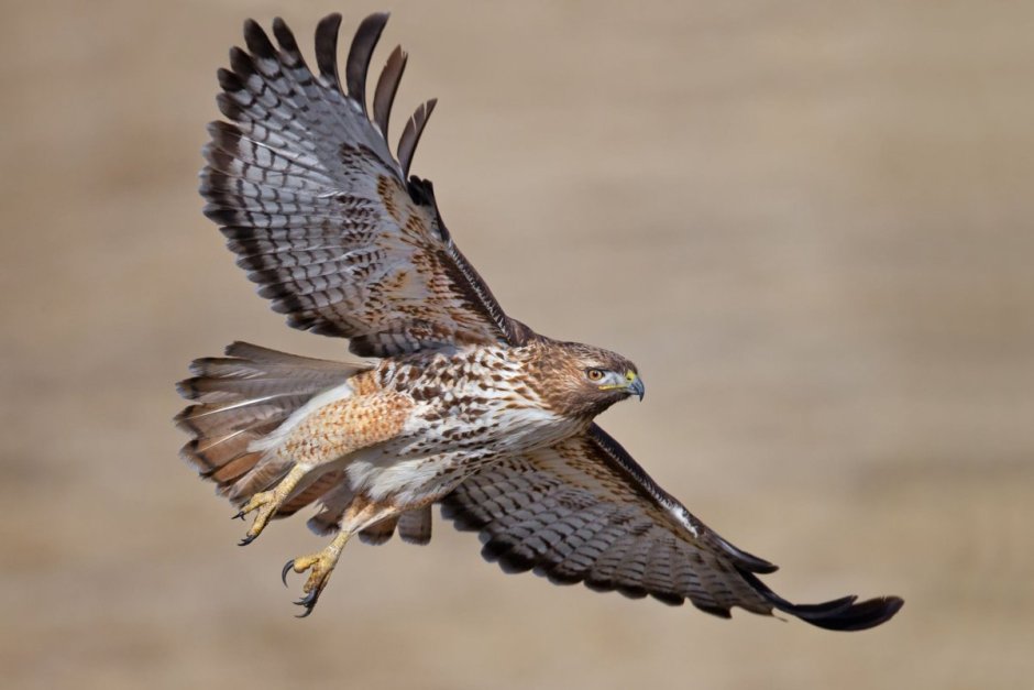 Тетеревятник (Accipiter gentilis)