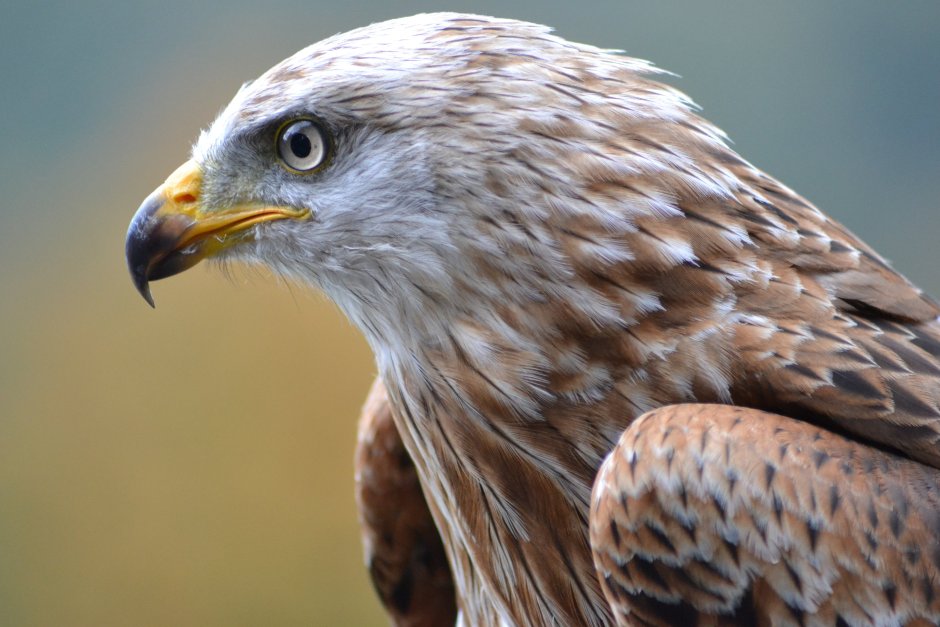 Red tailed Hawk