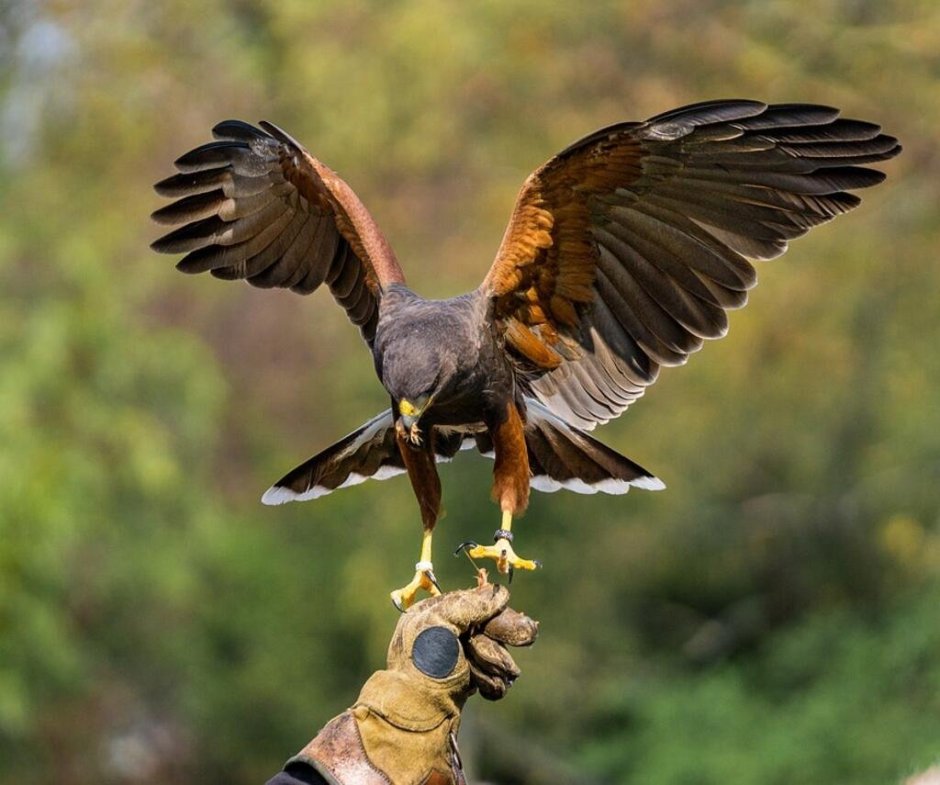 Канюк клюв