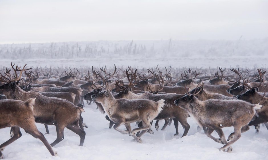 Arctic Tundra ecosystem
