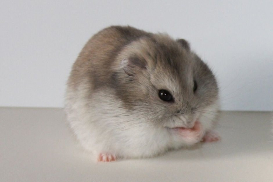 Сибирский джунгарик