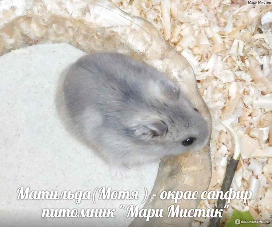 Мистический хомяк