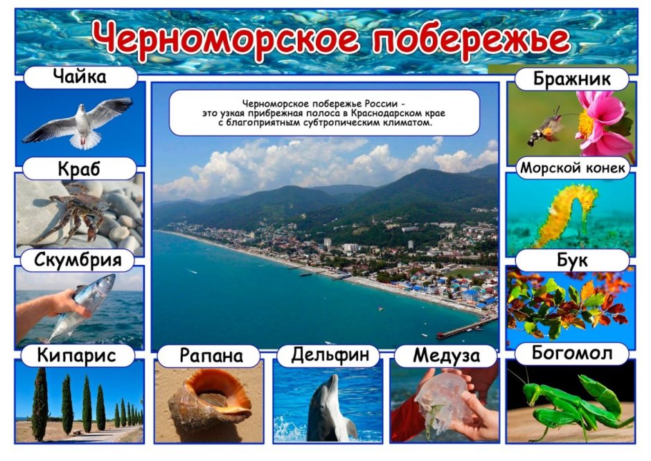 Тропические субтропические растения Юкка