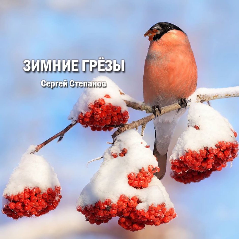 Снегирь свиристель Сойка