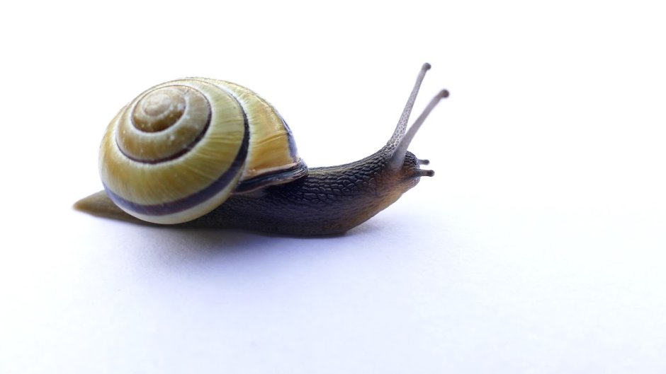 Ramshorn Snail улитка катушка