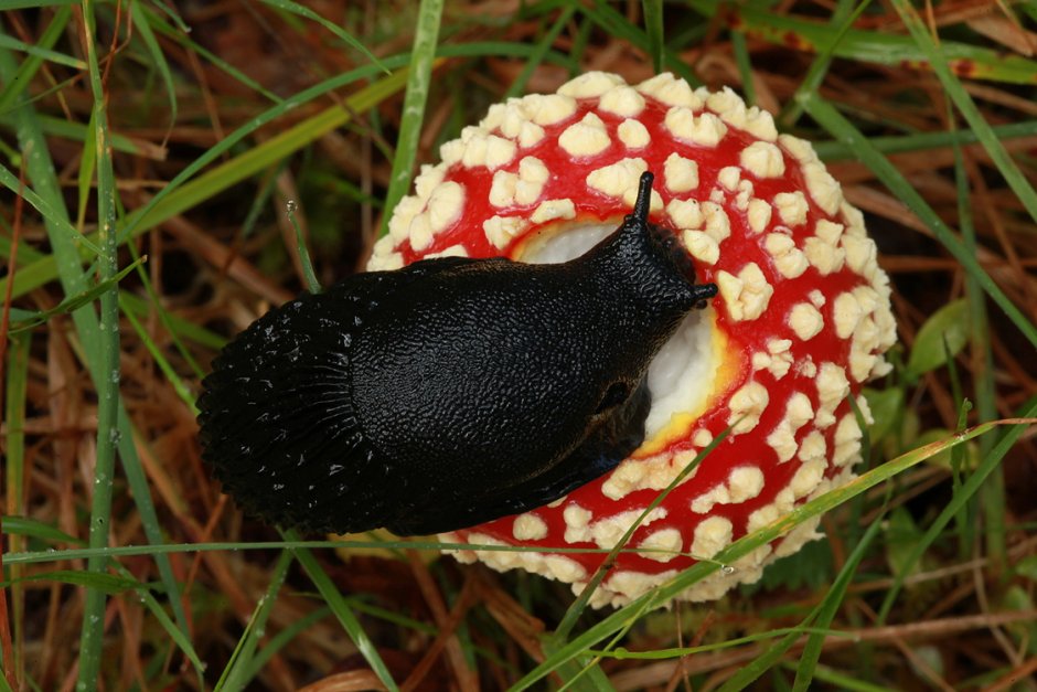 Эксы улитки