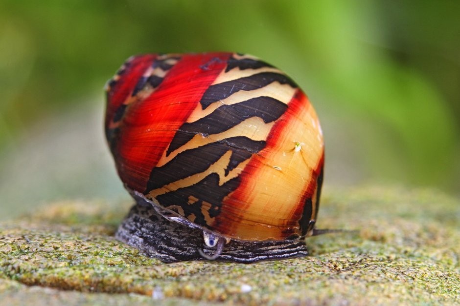 Улитка Priotrohatella stellata