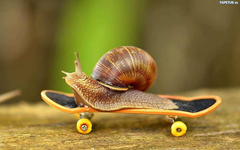 Ramshorn Snail