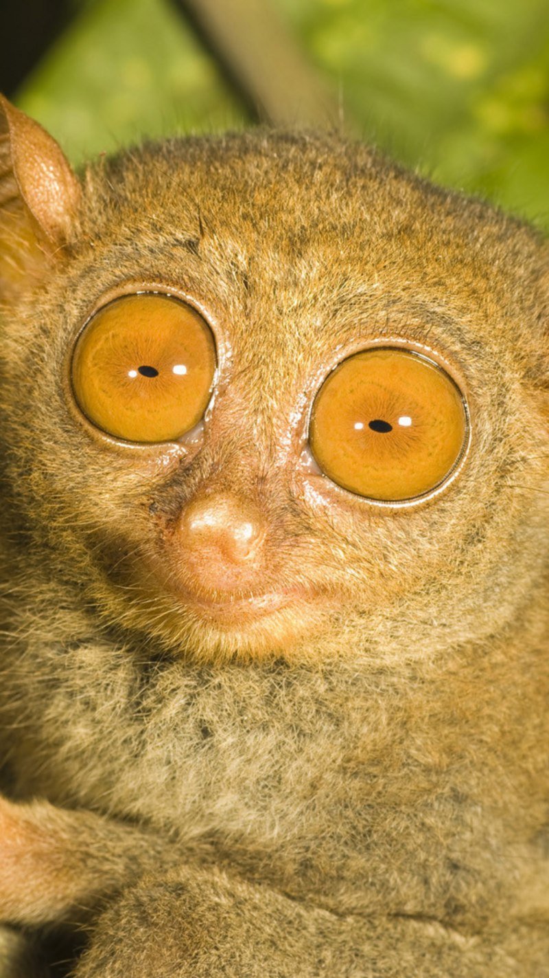 Бебра животное с большими глазами