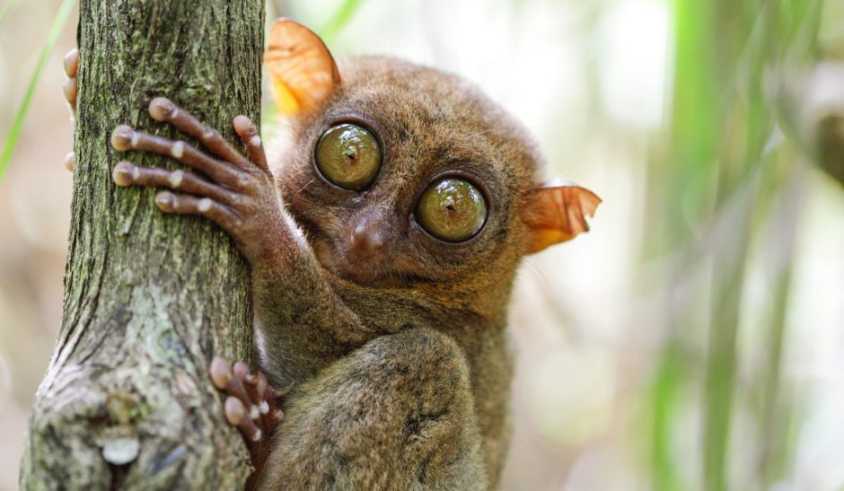 Банканский долгопят